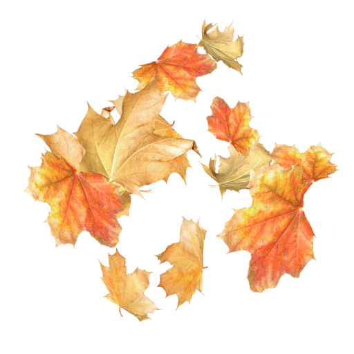 秋天 叶子 落叶秋天, 叶子, 落叶, 橙色的